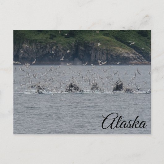 Humpback Whales Bubble Netting Alaska Postkarte (Vorderseite)