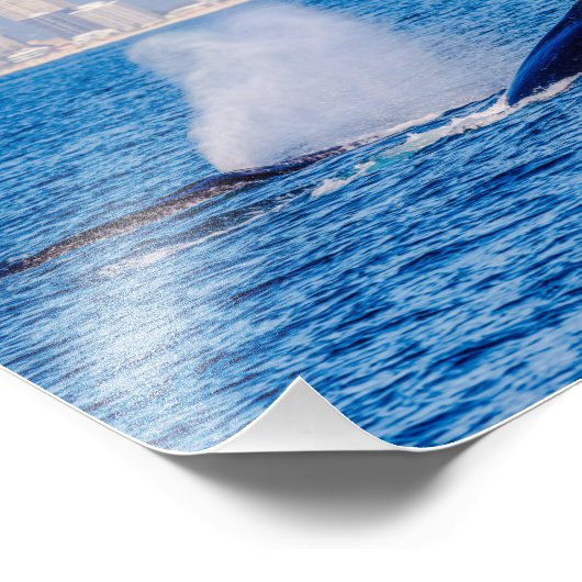 Humpback Whales Foto Print (Ecke)