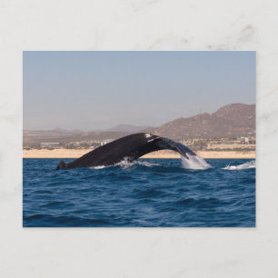 Humpback Whales in Mexico Postkarte