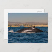 Humpback Whales in Mexico Postkarte (Vorne/Hinten)