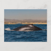 Humpback Whales in Mexico Postkarte (Vorderseite)