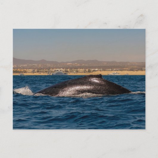 Humpback Whales in Mexico Postkarte (Vorderseite)