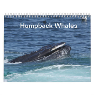 Humpback Whales Kalender 2014