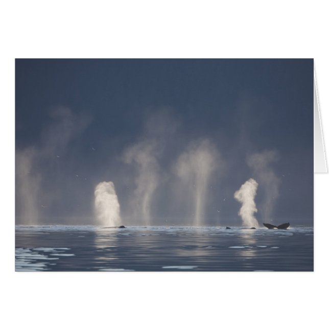 Humpback Whales Megaptera novaeangliae (Vorderseite (Horizontal))