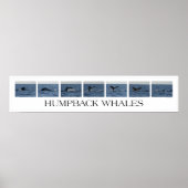 Humpback Whales Poster (Vorne)