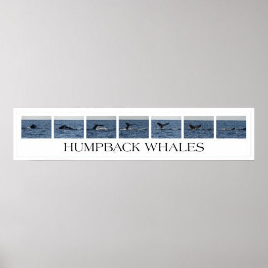 Humpback Whales Poster (Vorne)