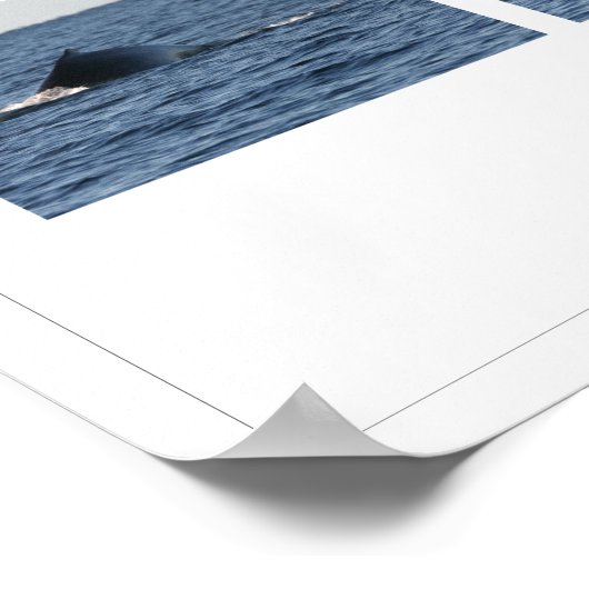 Humpback Whales Poster (Ecke)