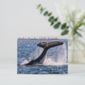 Humpback Whales Surfers Paradies Pazifischer Ozean Postkarte (Stehend Vorderseite)