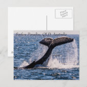 Humpback Whales Surfers Paradies Pazifischer Ozean Postkarte (Vorne/Hinten)