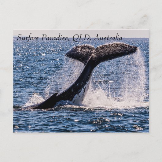 Humpback Whales Surfers Paradies Pazifischer Ozean Postkarte (Vorderseite)