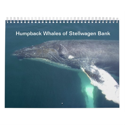 Humpback Whales von Stellwagen Bank Kalender (Titelbild)