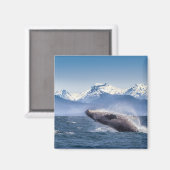 Humpbackwal in Alaska Magnet (Vorderseite/Rückseite)