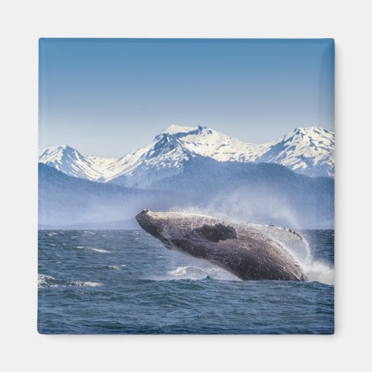 Humpbackwal in Alaska Magnet (Vorne)