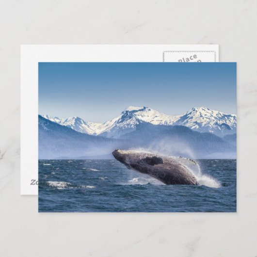 Humpbackwal in Alaska Postkarte (Vorne/Hinten)