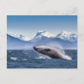 Humpbackwal in Alaska Postkarte (Vorderseite)