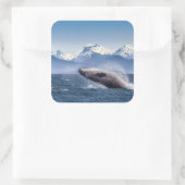 Humpbackwal in Alaska Quadratischer Aufkleber (Tasche)