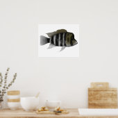 Humphead Cichlid Poster (Küche)