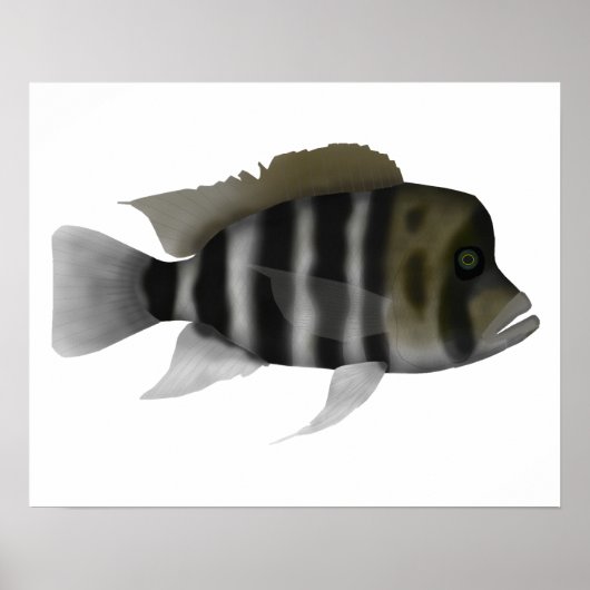 Humphead Cichlid Poster (Vorne)