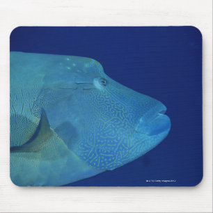 Humphead Wrasse 2 Mousepad