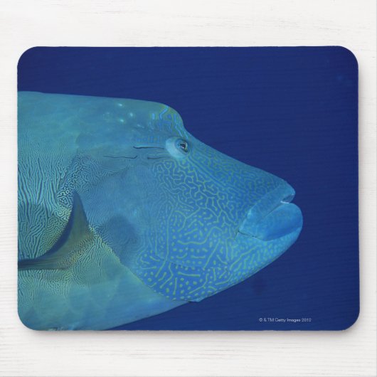 Humphead Wrasse 2 Mousepad (Vorne)