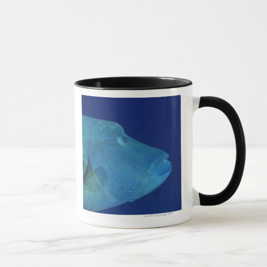 Humphead Wrasse 2 Tasse (Rechts)