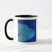 Humphead Wrasse 2 Tasse (Links)