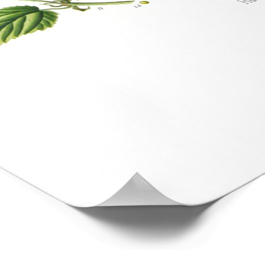 Humulus lupulus (Hop) Poster (Ecke)