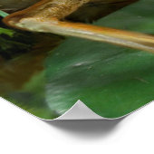 Humurer Frog Plying Saxophon Poster (Ecke)