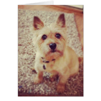 Hund