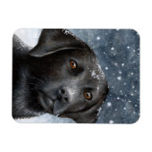 Hund 100 schwarzer Labrador-Foto-Magnet Magnet (Horizontal)