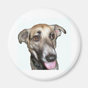 Hund 2, Magnet