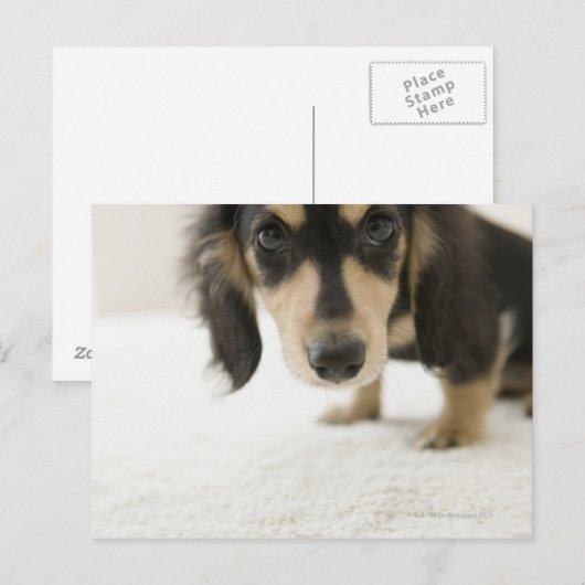 Hund 2 postkarte (Vorne/Hinten)
