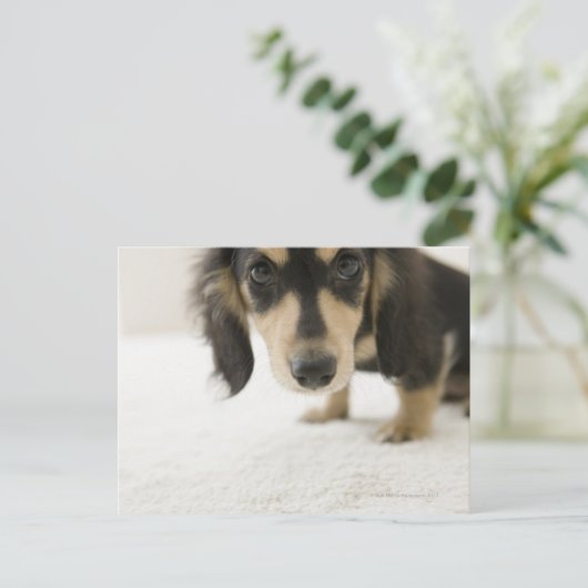 Hund 2 postkarte (Stehend Vorderseite)