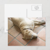 Hund 3 postkarte (Vorne/Hinten)