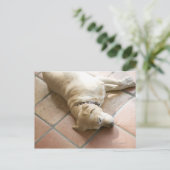 Hund 3 postkarte (Stehend Vorderseite)