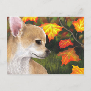 Hund 94 Chihuahua Postkarte