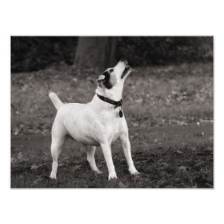 Hund Agog Fotodruck