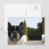 Hund am Eingang Postkarte (Vorne/Hinten)