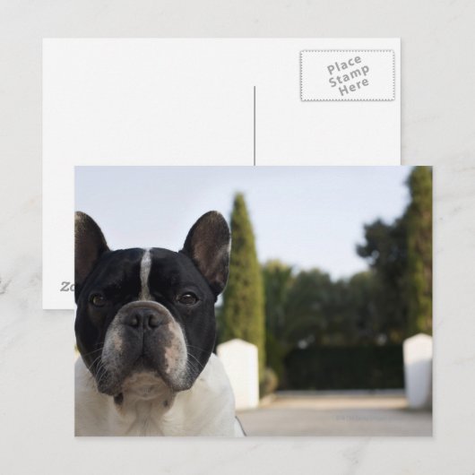 Hund am Eingang Postkarte (Vorne/Hinten)