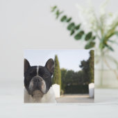 Hund am Eingang Postkarte (Stehend Vorderseite)