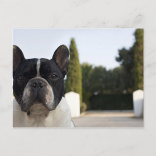 Hund am Eingang Postkarte