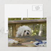 Hund am Picknick Postkarte (Vorne/Hinten)