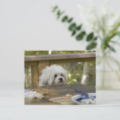 Hund am Picknick Postkarte (Stehend Vorderseite)