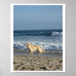Hund am Strand Poster