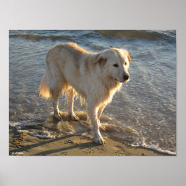 Hund am Strand Poster