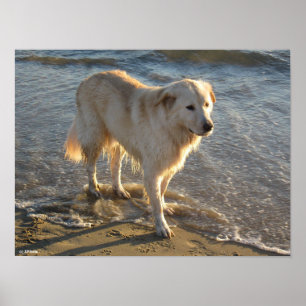 Hund am Strand Poster