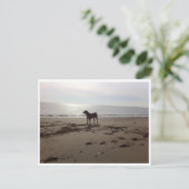 Hund am Strand Postkarte (Stehend Vorderseite)