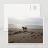 Hund am Strand Postkarte (Vorne/Hinten)