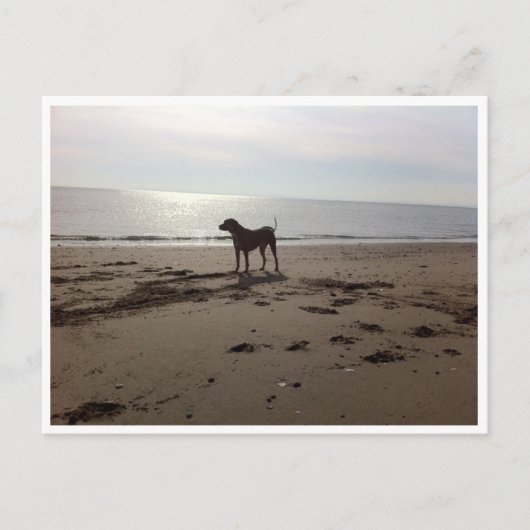Hund am Strand Postkarte (Vorderseite)