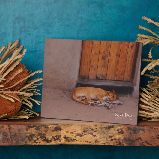 Hund an der Erholung Fotoplatte (Seite)